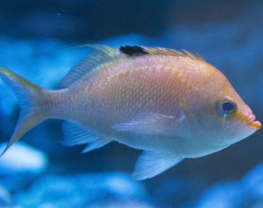 鯛の卵が孵化する夢 鯛の卵が孵化する夢
