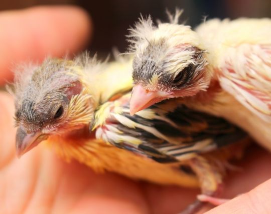 カナリアの卵が孵化する夢 カナリアの卵が孵化する夢