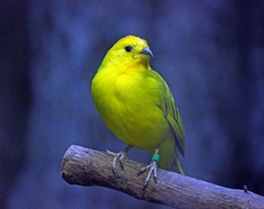 カナリアが殺される夢 カナリアが殺される夢