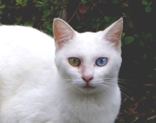 <strong>猫</strong>に嫉妬する夢 <strong>猫</strong>に嫉妬する夢