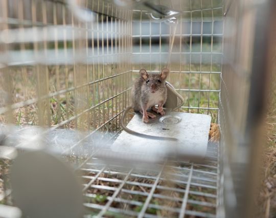 ネズミを殺す夢 ネズミを殺す夢