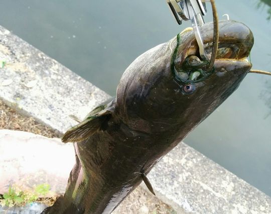 ナマズを釣る夢 ナマズを釣る夢