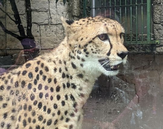 チーターを脅迫する夢 チーターを脅迫する夢