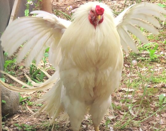 大きなニワトリの夢