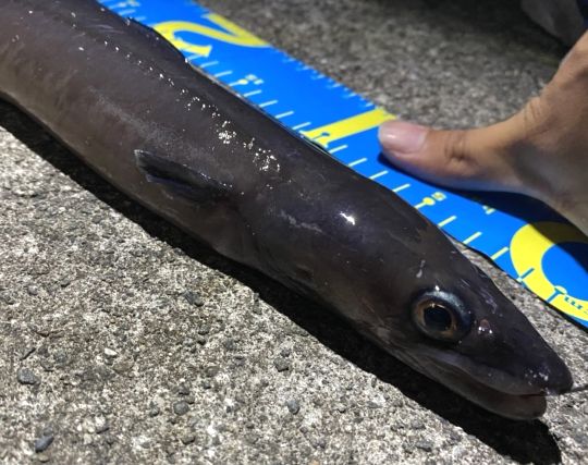 アナゴが吐く夢 アナゴが吐く夢