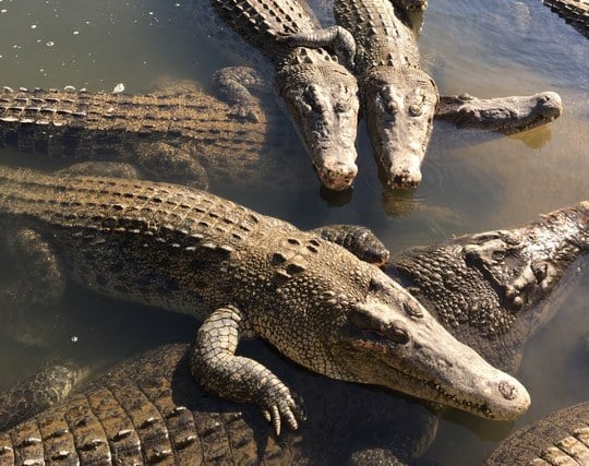 <strong>たくさん</strong>のワニの夢