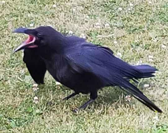 <strong>カラス</strong>にいじめられる夢