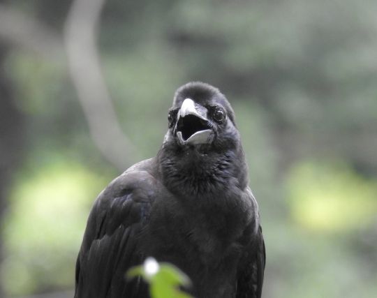 <strong>カラス</strong>が怖い夢 <strong>カラス</strong>が怖い夢