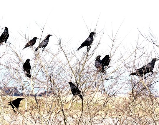 たくさんのカラスの夢 たくさんのカラスの夢