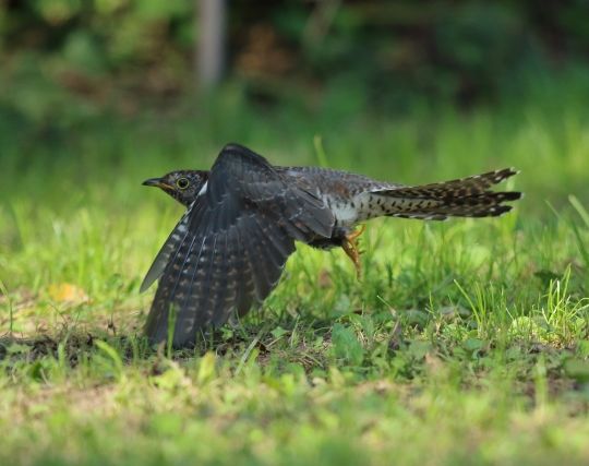 カッコウが追いかけられる夢 カッコウが追いかけられる夢