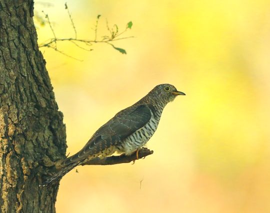 カッコウに追いかけられる夢 カッコウに追いかけられる夢