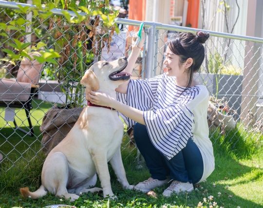犬に嫉妬される夢 犬に嫉妬される夢