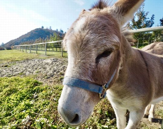 ロバが嘘をつく夢 ロバが嘘をつく夢