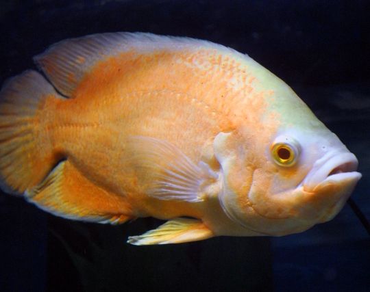 魚を追いかける夢 魚を追いかける夢