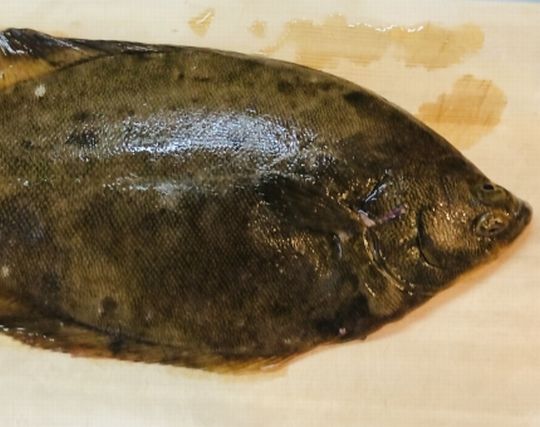 大きなカレイの夢 大きなカレイの夢