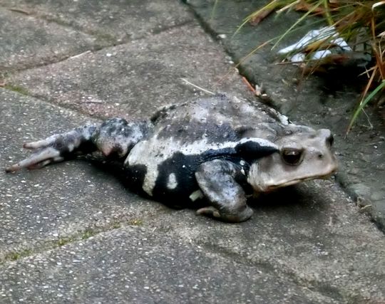 カエルに逃げられる夢 カエルに逃げられる夢