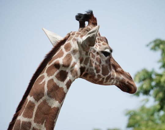 キリンに嘘をつく夢 キリンに嘘をつく夢