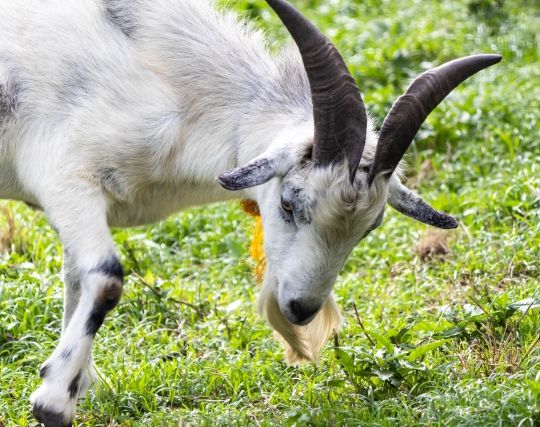 ヤギと喧嘩する夢 ヤギと喧嘩する夢