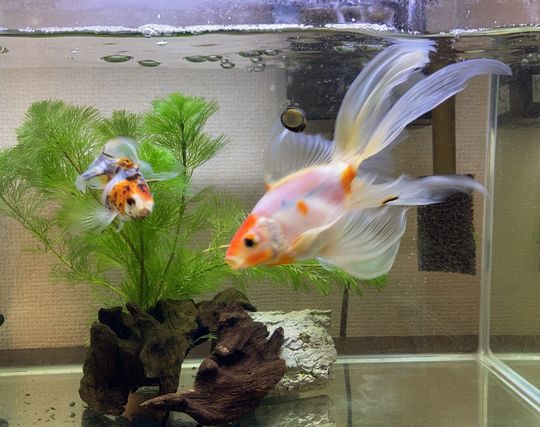 金魚を飼う夢 金魚を飼う夢