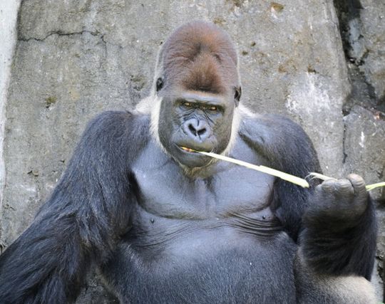 ゴリラが事故を起こす夢 ゴリラが事故を起こす夢