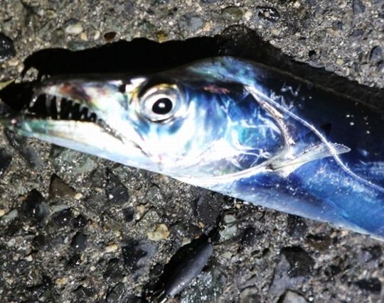 タチウオが転ぶ夢 タチウオが転ぶ夢