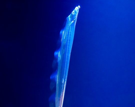 タチウオが泳ぐ夢 タチウオが泳ぐ夢