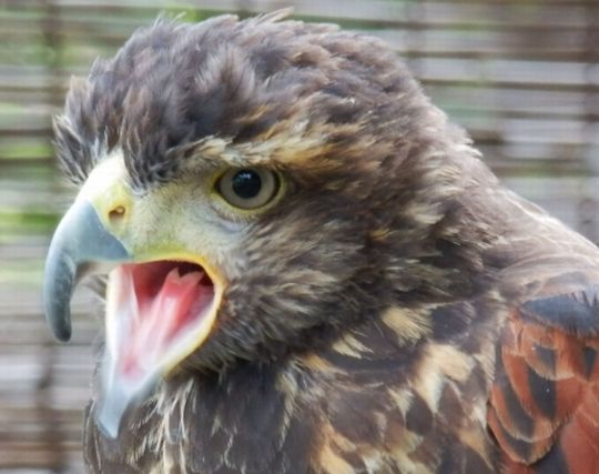 ハヤブサに怒られる夢 ハヤブサに怒られる夢