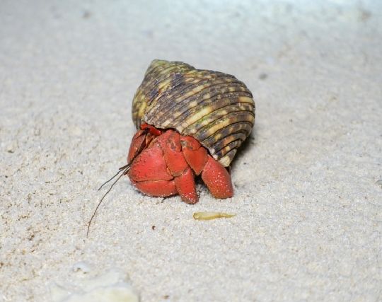 赤いヤドカリの夢 赤いヤドカリの夢