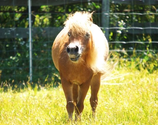 馬から逃げる夢 馬から逃げる夢