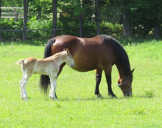 馬が出産する夢 馬が出産する夢