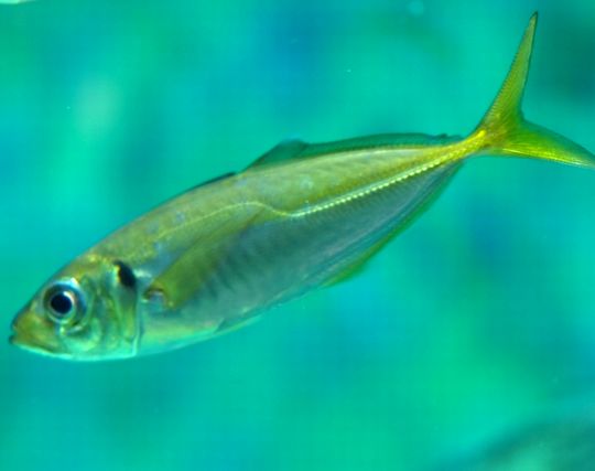 アジをいじめる夢 アジをいじめる夢