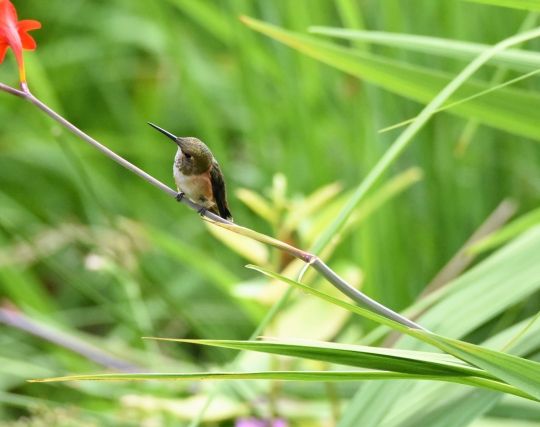 ハチドリに覗かれる夢