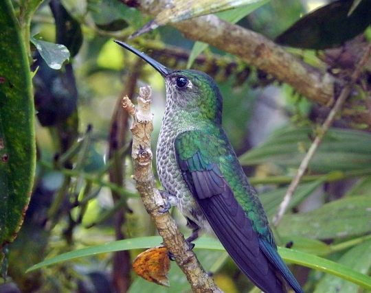 ハチドリに告白する夢 ハチドリに告白する夢