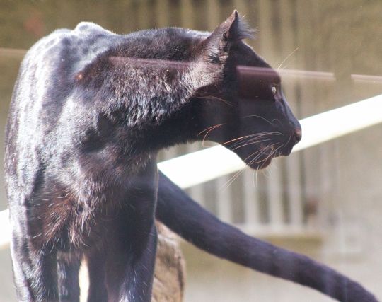 黒ジャガーの夢 黒ジャガーの夢