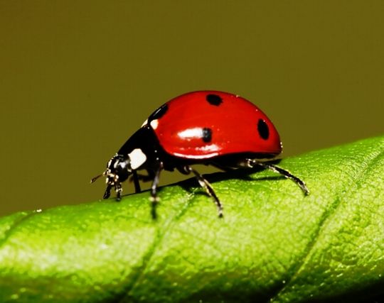 カラフルなてんとう虫の夢 カラフルなてんとう虫の夢