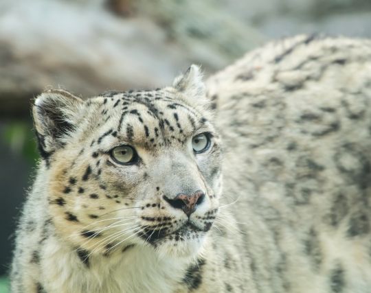雪豹の夢 雪豹の夢