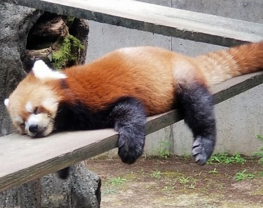 レッサーパンダが倒れる夢 レッサーパンダが倒れる夢