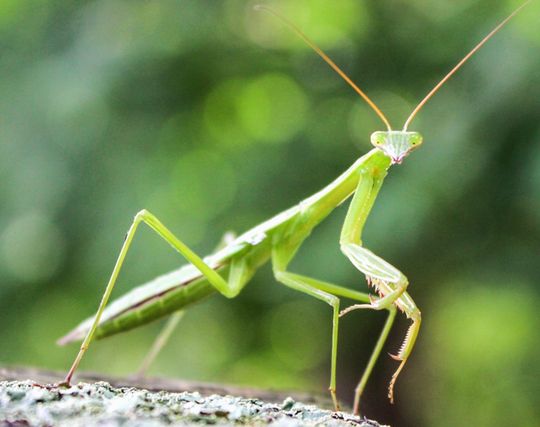 カマキリになる夢 カマキリになる夢