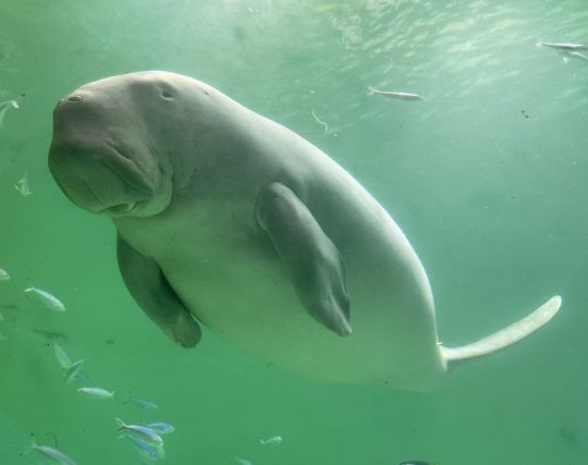 人魚が<strong>妊娠する夢</strong>