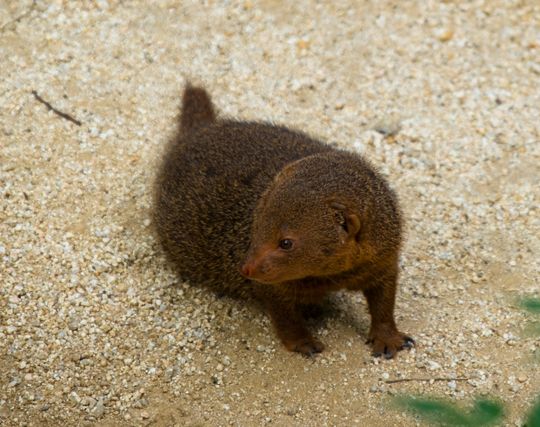 マングースを追いかける夢 マングースを追いかける夢