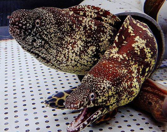 ウツボにキスされる夢 ウツボにキスされる夢
