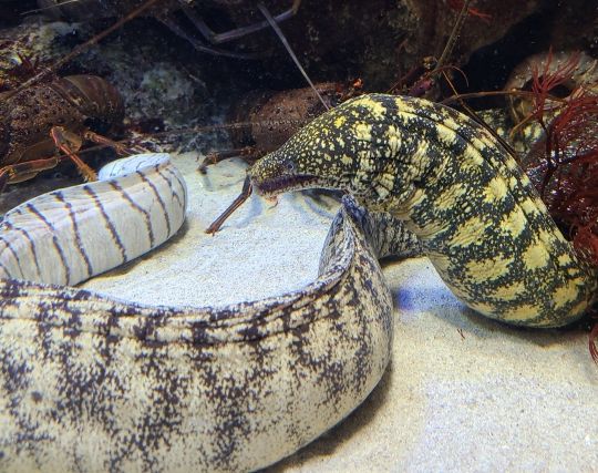 大きなウツボの夢 大きなウツボの夢
