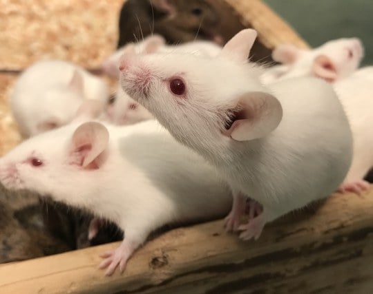 白ネズミの夢 白ネズミの夢