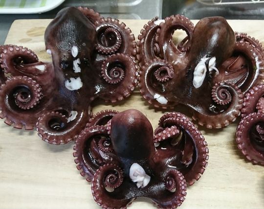 タコを食べる夢 タコを食べる夢