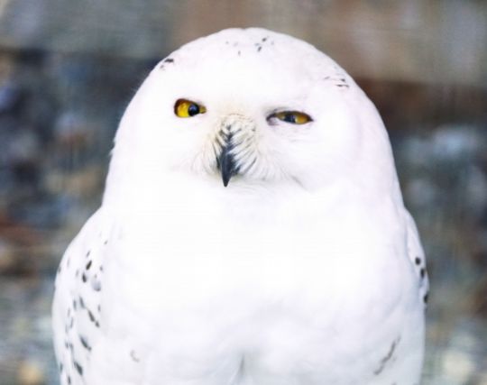 <strong>白い</strong>フクロウの夢