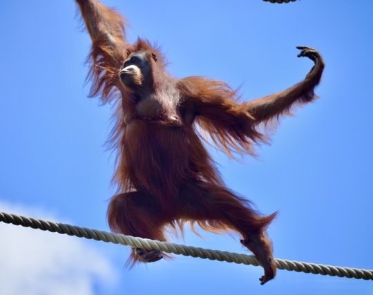 オラウータンが歩く夢 オラウータンが歩く夢