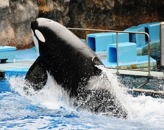 シャチが泳ぐ夢 シャチが泳ぐ夢