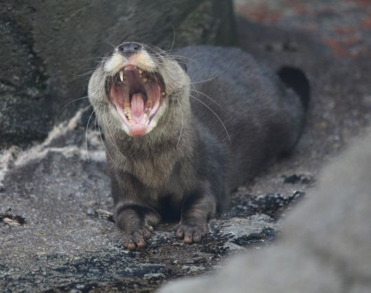 カワウソに脅される夢 カワウソに脅される夢