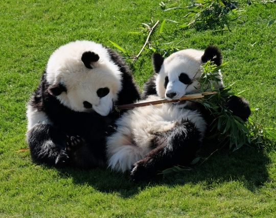 パンダが戯れる夢 パンダが戯れる夢