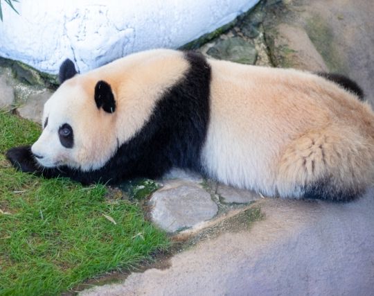 大きなパンダの夢 大きなパンダの夢